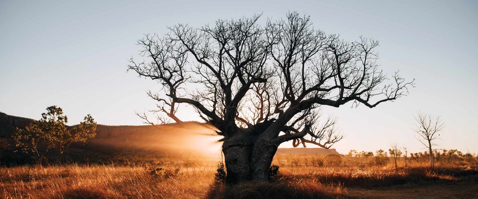 Outline of boab tree at sunset, Australia