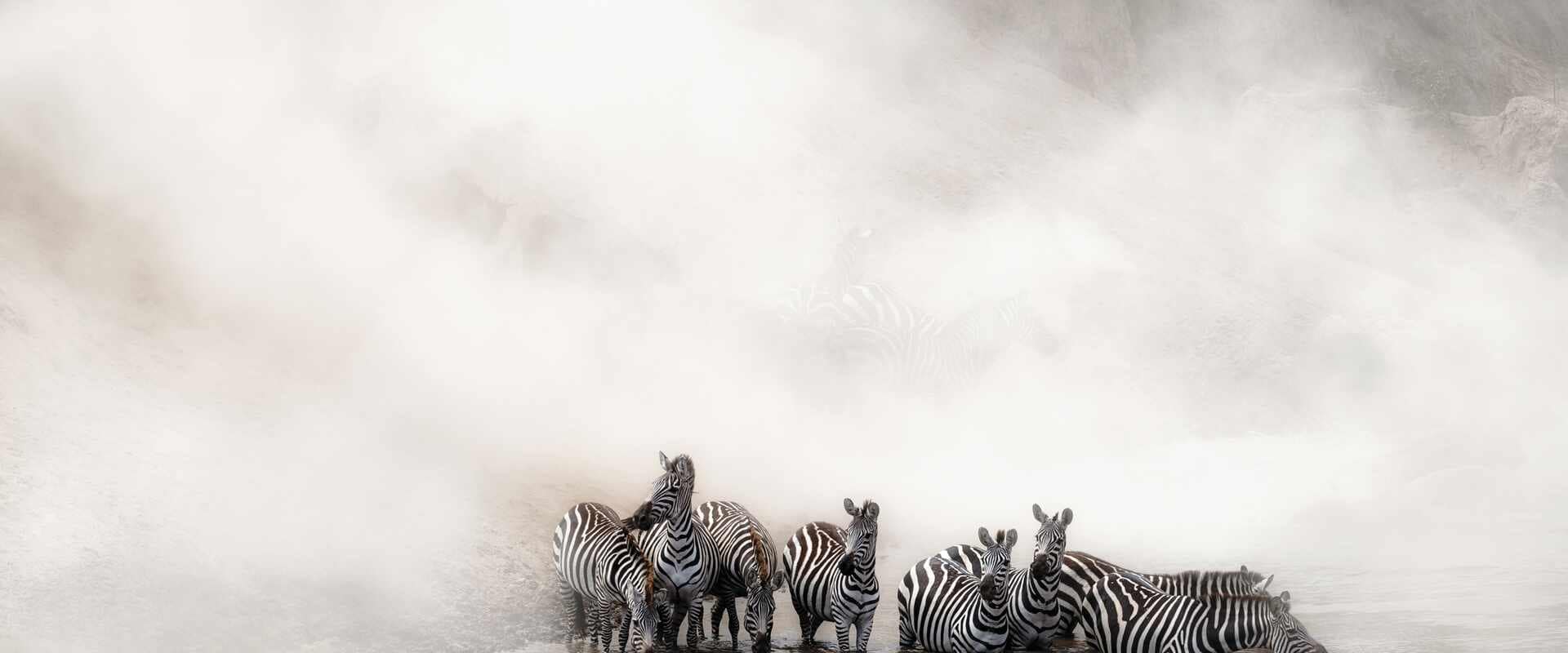 river view zebras mist, africa
