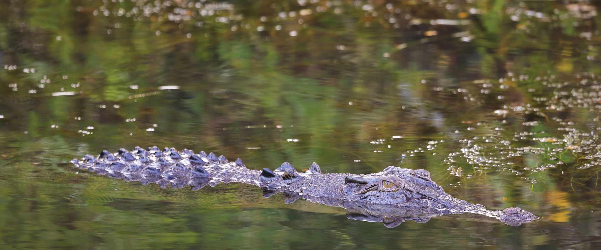 Saltwater Crocodile in water